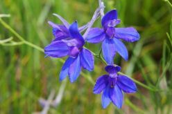 Die leuchtend blau-violett gefärbten Blüten des Ackerrittersporns bringen Farbe ins Feld  Quelle: Agnieszka Kwiecień  Copyright: CC BY-SA 4.0