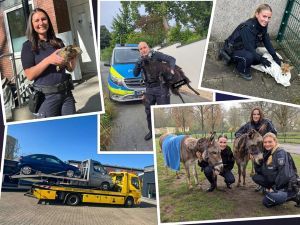 Neun verrückte Polizeigeschichten aus Bochum, Herne und Witten - hier in Form einer Fotocollage zusammengestellt.