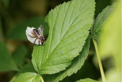 Megachile genalis holt sich Blattstück von Rubus.  Quelle: Stephanie Rübenach  Copyright: UR