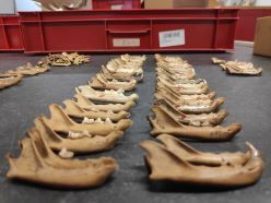 Katzenkiefer aus der Sammlung der Stiftung Landesmuseen Schleswig-Holstein, Schloss Gottorf.  Quelle: Bea De Cupere  Copyright: RBINS, ERC-Felix