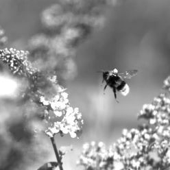 Eine landende Hummel (Bombus terrestris), fotografiert mit Fast Lock-On Verfolgung. Der Reflektor, mit dem die Biene verfolgt wurde, ist auf ihrem Rücken zu sehen.  Foto: Straw Lab, Universität Freiburg