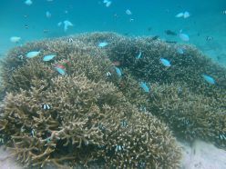 Bild der untersuchten Staghorn-Koralle (Acropora cf. pulchra).  Copyright: David Combosch