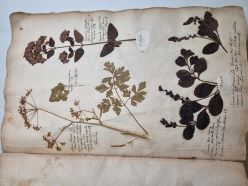 Herbarium Ruperti, um 1700 (HAB Cod. Guelf.153 Noviss. 4°) HAB