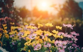 Der familienfreundliche Garten 2024 Symbolbild pixabay