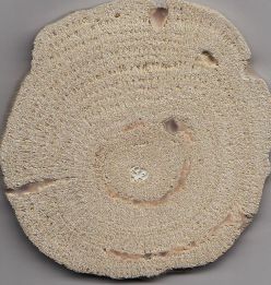 Querschnitt durch eine kugelförmige Porites Rollkoralle aus den Miozän-zeitlichen Ablagerungen des Wiener Beckens.  Quelle: Foto: Markus Reuter
