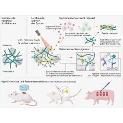 Wie das Hydrogel Bakterien einfängt und die Wundheilung fördert.  Quelle: Xuan Q et al. (2025)  Copyright: Nature Communications, Grafik vereinfacht, CC BY 4.0