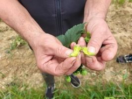 »Hopfen und Malz, Klima erhalt’s.« Wissenschaftler untersuchen nachhaltige Varianten zur Hopfentrocknung