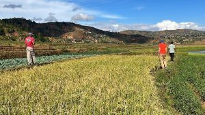 Reisfeld in Betafo auf Madagaskar mit Mitarbeitenden der FOFIFA. Die Blätter der Reispflanzen zeigen bereits die helle Färbung, die für die Weißblättrigkeit typisch ist.  IRD / Mathilde Hutin