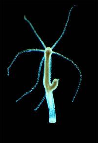 Süßwasserpolyp Hydra viridis  AG Bosch  Christian-Albrechts-Universität zu Kiel