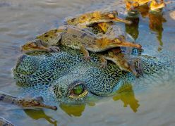 Gavial mit Nachwuchs in Chitwan, Nepal.  Quelle: Phoebe Griffith