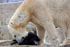 Ein männlicher Europäischer Bison (Bison bonasus) wird an einen Eisbären (Ursus maritimus) verfüttert.  Timo Deible  Zoo Karlsruhe