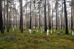 Eine sogenannte Level II-Monitoring-Fläche für ICP Forests, die das Thünen-Institut in der Schorfheide eingerichtet hat.  Thünen-Institut/Tanja Sanders